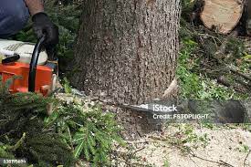 How Our Tree Care Process Works  in  Florissant, MO
