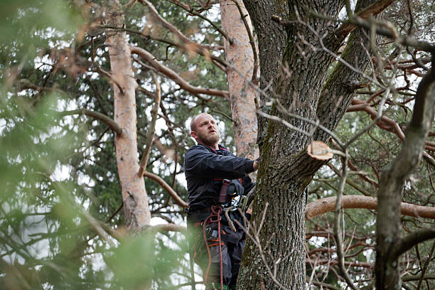 Tree and Shrub Care in Florissant, MO