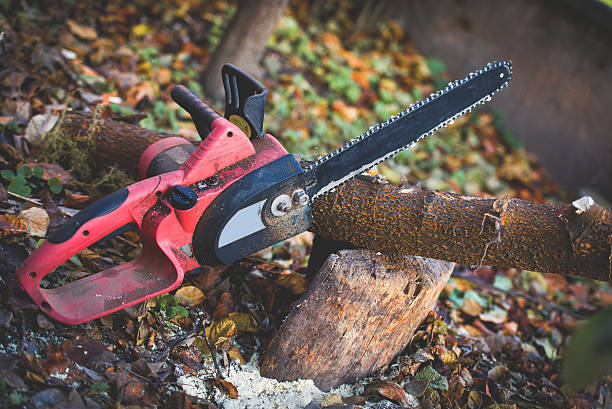 Professional Tree Care in Florissant, MO